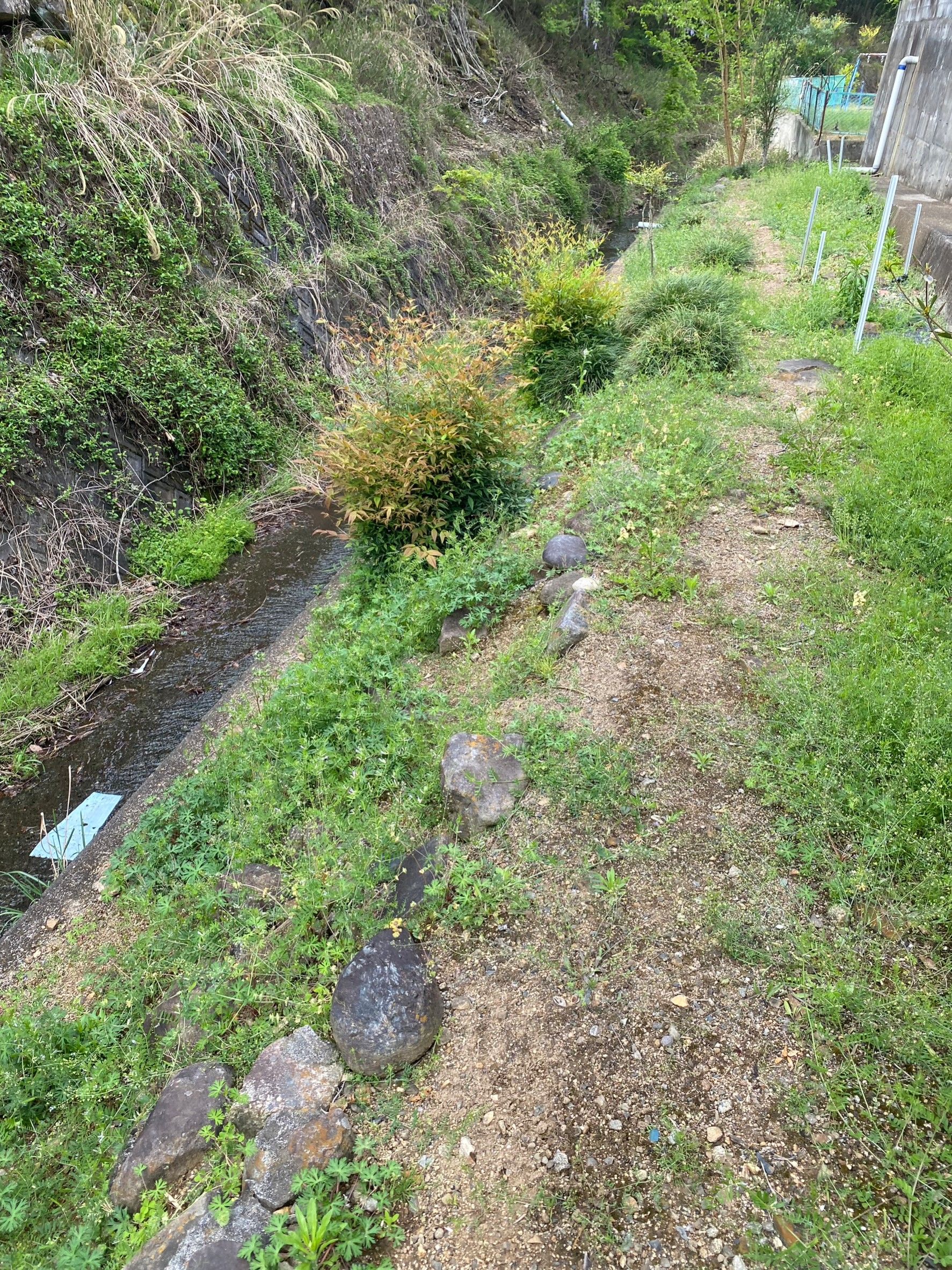 中央市　除草作業